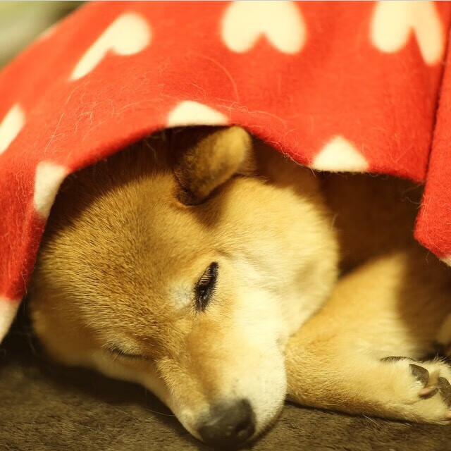 九游体育直播-迪亚斯的艺术，当澳大利亚在芬兰的脉搏上跳舞