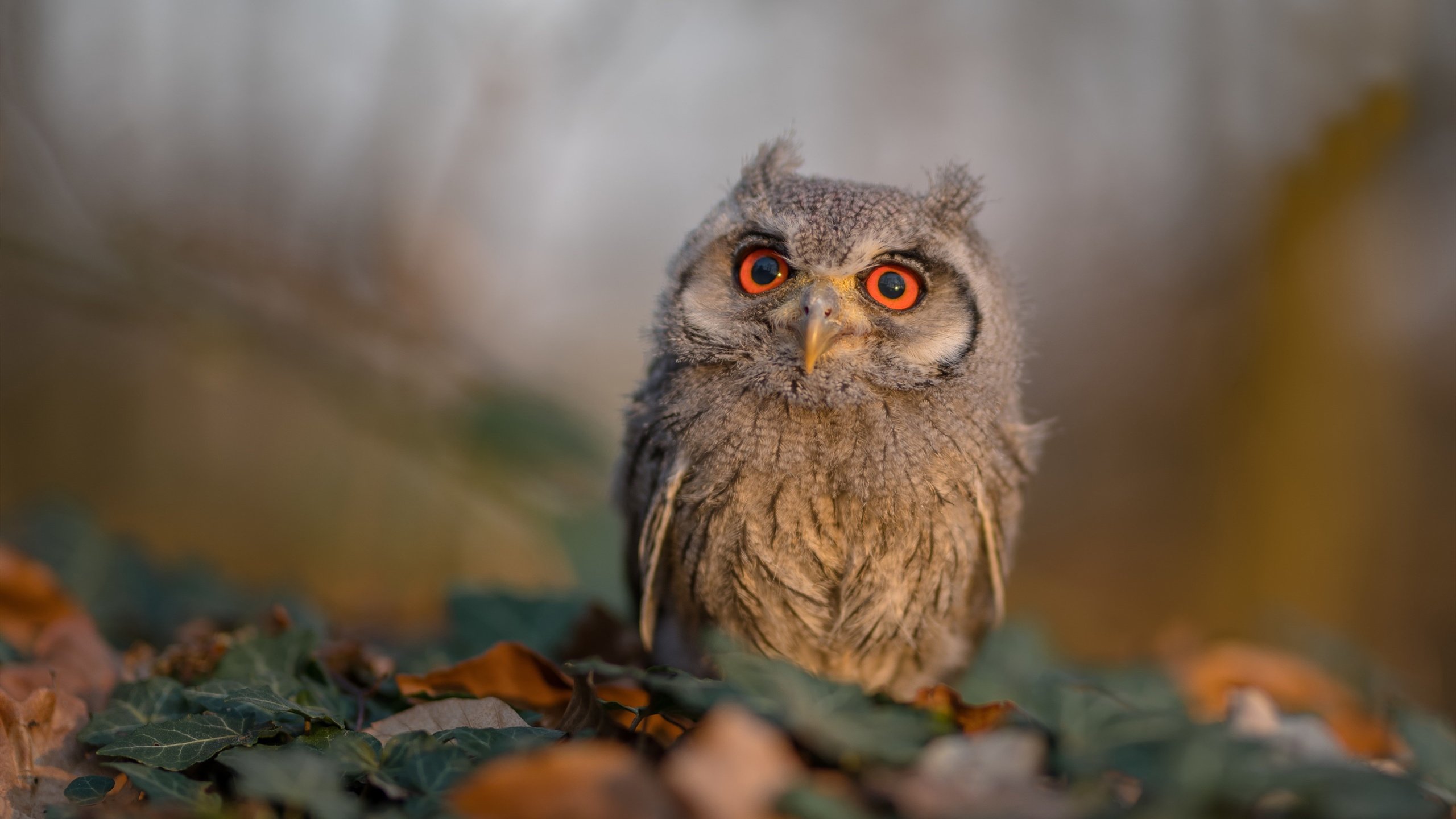 九游娱乐网页-逆转之地，从卡塔尔的沙漠热浪到曼彻斯特的冷雨