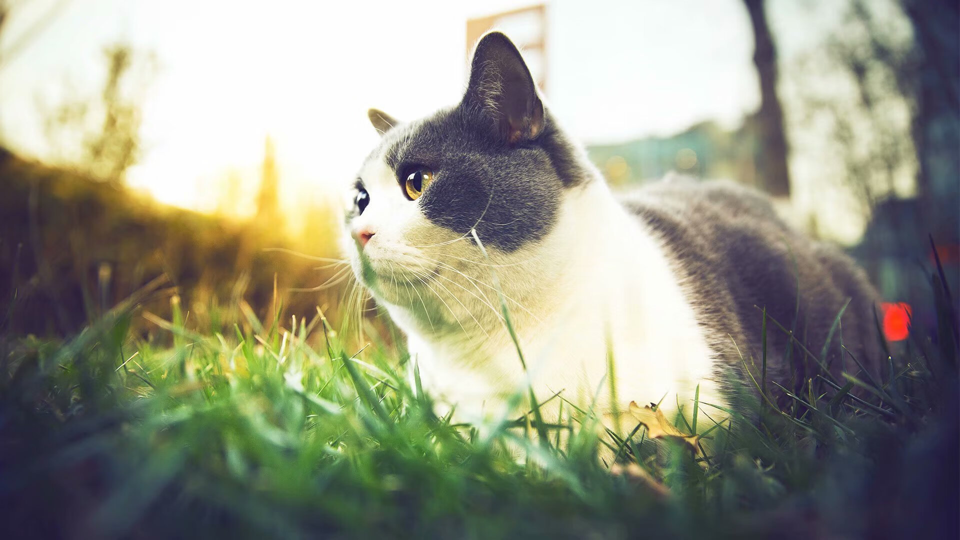 九游娱乐网页-巴西旋风席卷亚平宁,马丁内利关键时刻挺身而出,那不勒斯狂胜星月军团