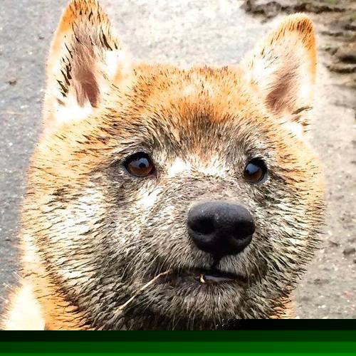 九游娱乐app下载-生死战之夜，法比尼奥的教科书级中场演绎