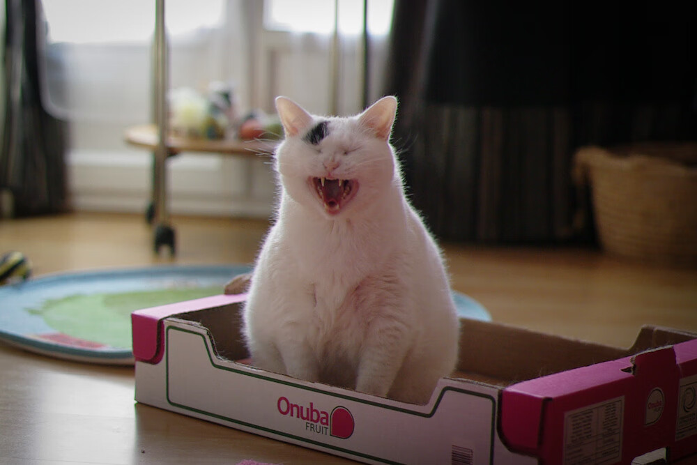 九游娱乐入口-逆转的引擎，当鹈鹕振翅，班凯罗在街道赛道踩下接管比赛的油门