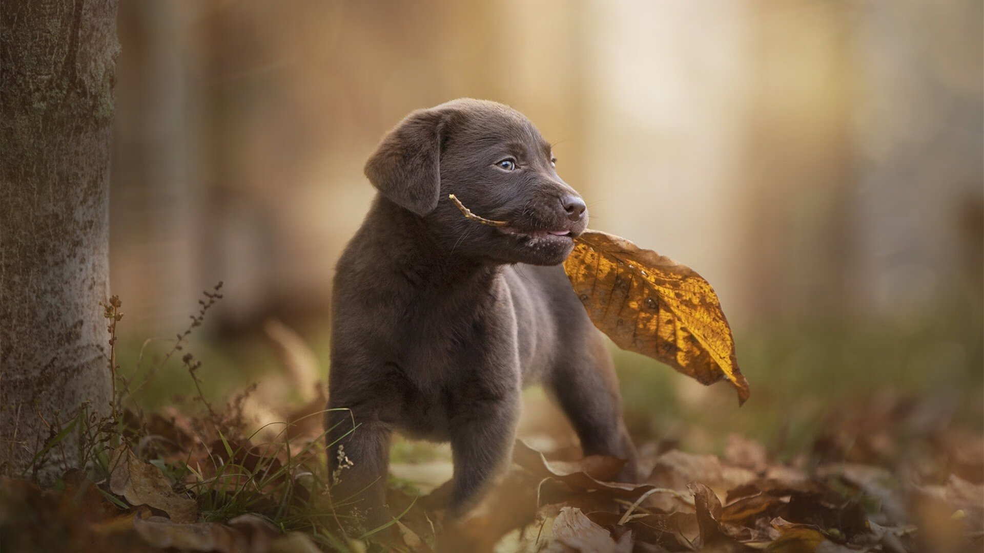 九游游戏-当格列兹曼的星光，照亮冰岛的极昼，一场颠覆尤文秩序的胜利