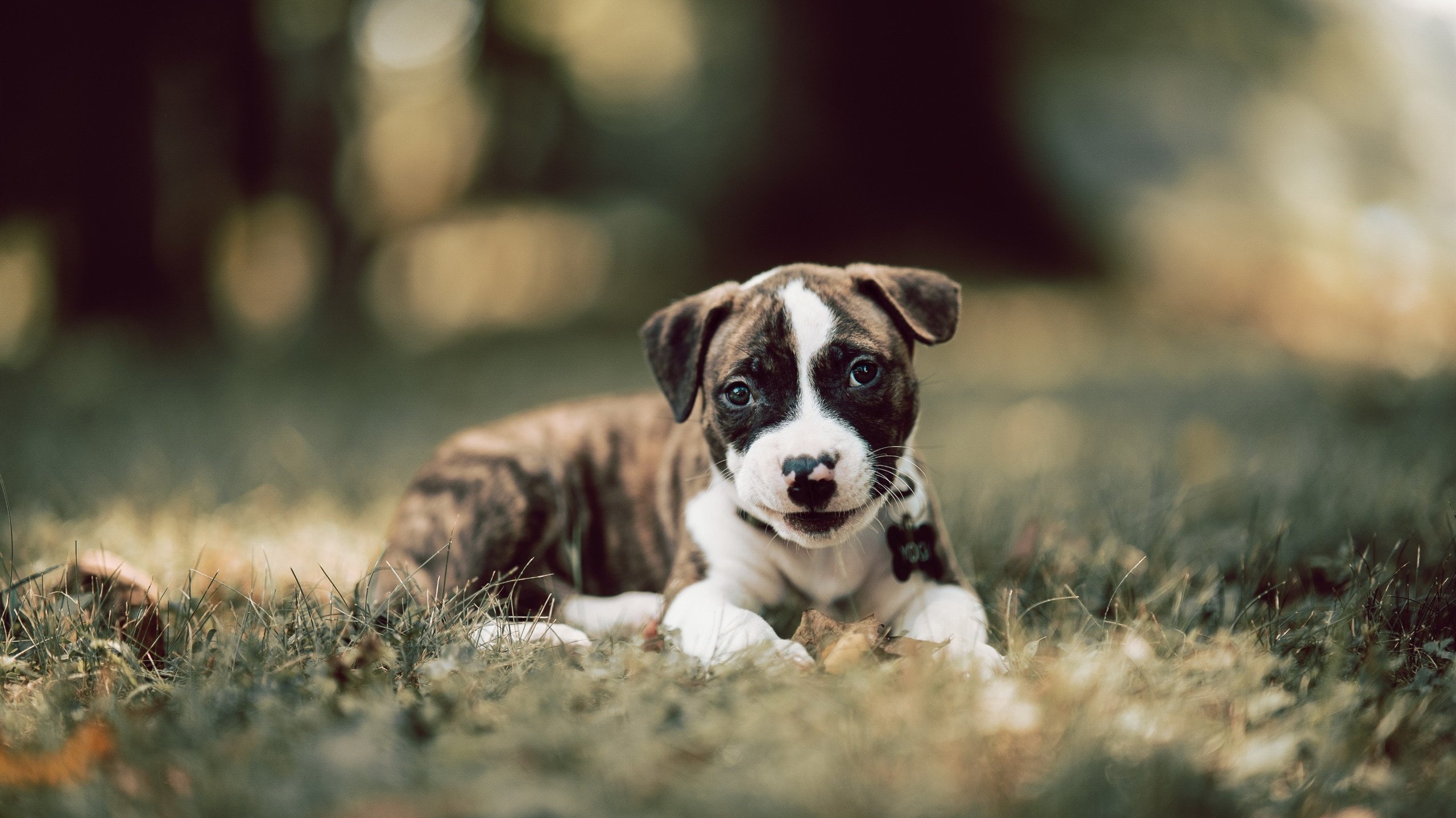 九游体育APP下载-米切尔狂飙42分主宰比赛！浙江男篮横扫鹈鹕展现恐怖统治力